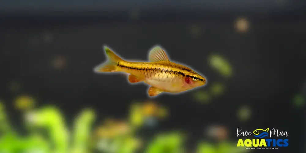 Best Beginner Freshwater Fish — Cherry Barb