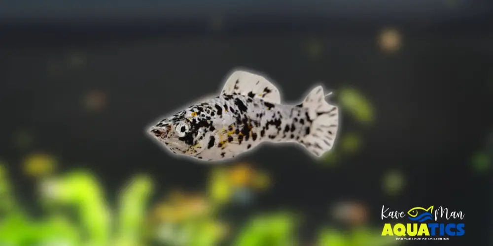 Best Beginner Freshwater Fish — Molly