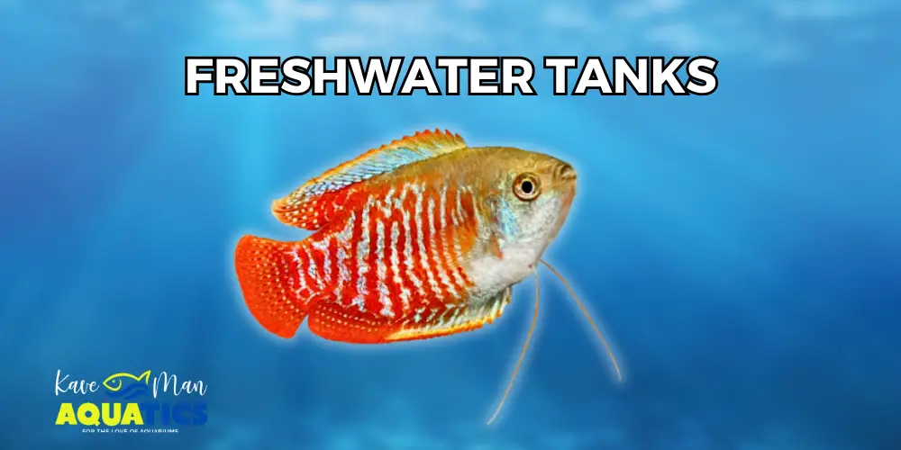 Freshwater vs Saltwater Tanks — Orange freshwater fish with a blurred underwater background