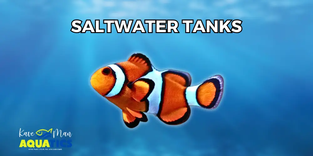 Freshwater vs Saltwater Tanks — Orange saltwater fish with a blurred underwater background