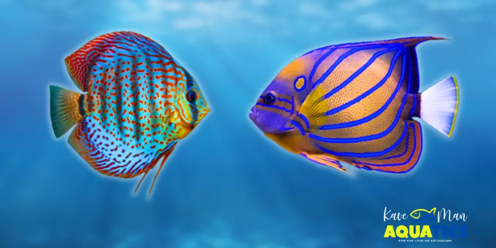 Freshwater vs Saltwater Tanks: Which One is Right for You?