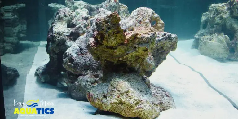 Live Rock vs. Dry Rock — Rock in a saltwater tank