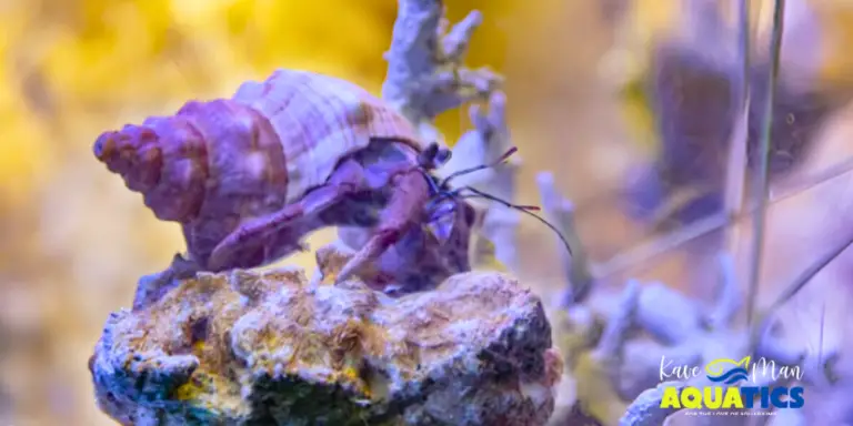 Low angle shot of a Hermit crab in colorful saltwater tank