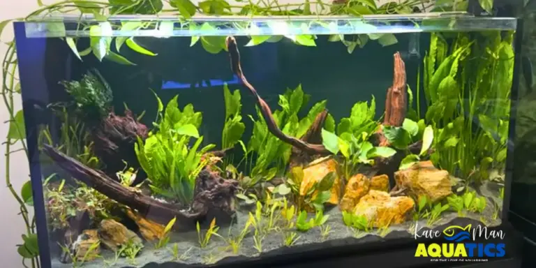 Creating a Beautiful Planted Aquarium Setup From Scratch