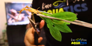 Aquascaping for Beginners 4 Planted Aquarium Setup — Step 4 Planting Your Tank