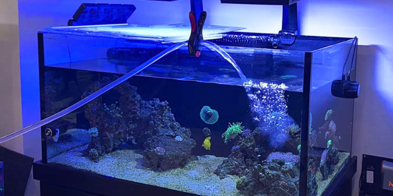 How to Do a Saltwater Tank Water Change in 10 Steps - KaveMan Aquatics