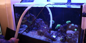 Picture of How to Do a Saltwater Tank Water Change in 10 Steps - KaveMan Aquatics