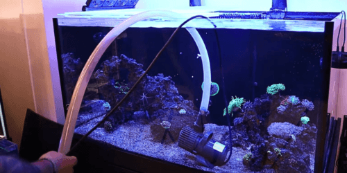 How to Do a Saltwater Tank Water Change in 10 Steps - KaveMan Aquatics - Water Change Procedures For Saltwater Reef Tank Fish
