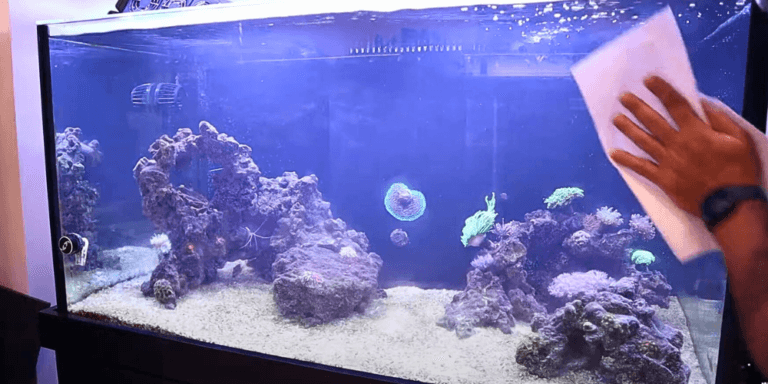 Picture of How to Do a Saltwater Tank Water Change in 10 Steps - KaveMan Aquatics