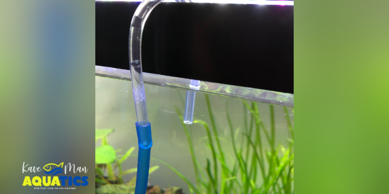 Acclimating New Fish: Drip vs. Float Method - KaveMan Aquatics