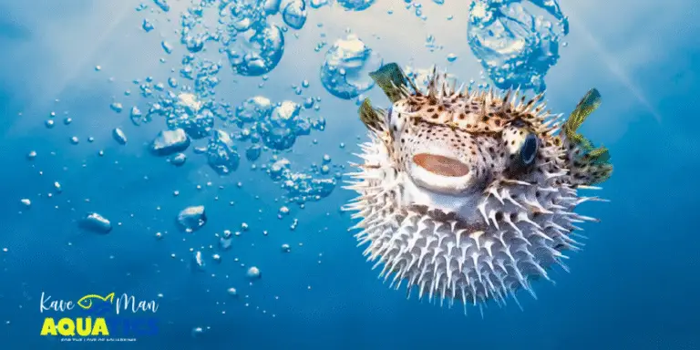 Protein Skimmer — Blown up puffer fish with blue, bubbly background