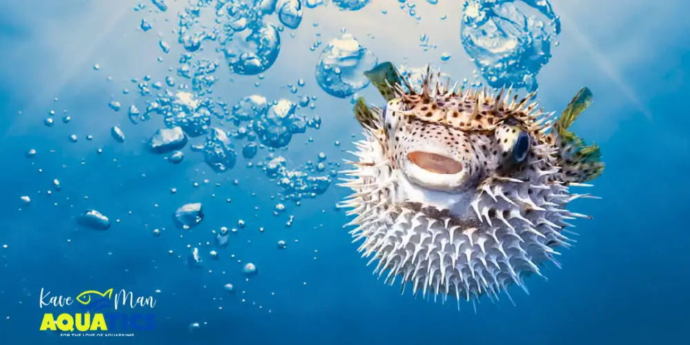 Protein Skimmer — Blown up puffer fish with blue, bubbly background