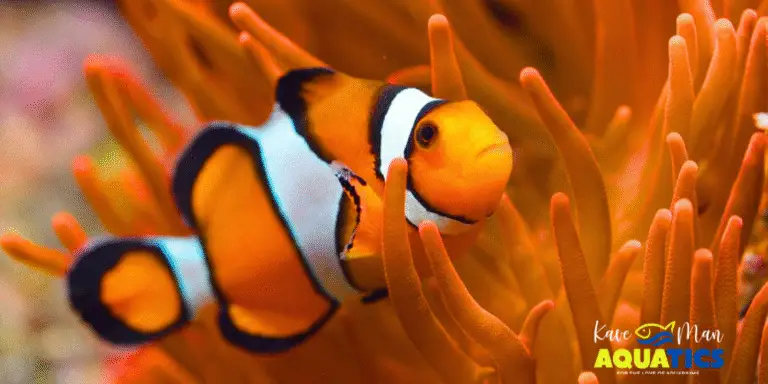 Saltwater Fish for Beginners — One clownfish in orange anemone