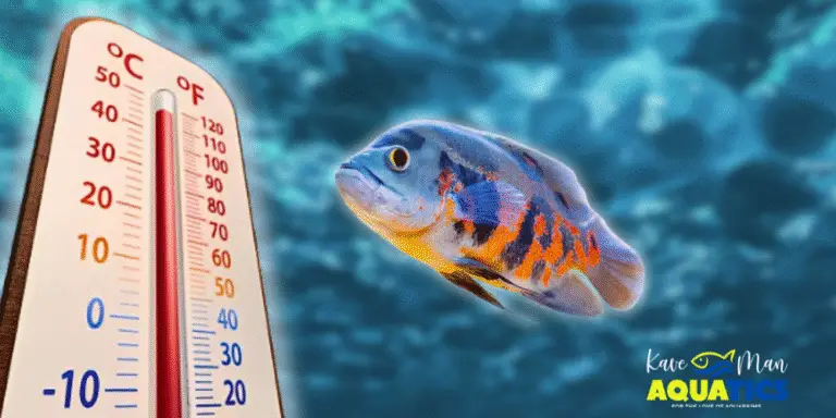 Keep Your Aquarium Cool — Thermometer and African cichlid on blue water background