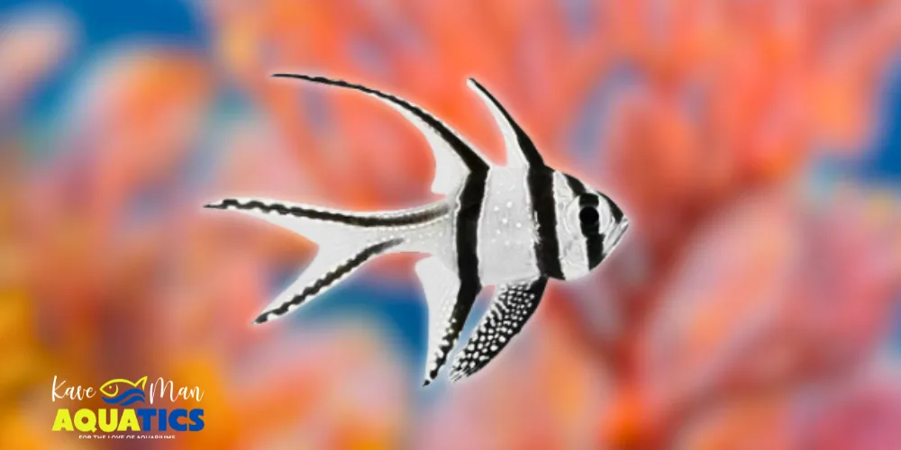 Saltwater Fish for Beginners — Bangaii Cardinalfish