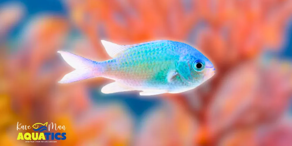 Saltwater Fish for Beginners — Blue-green Chromi