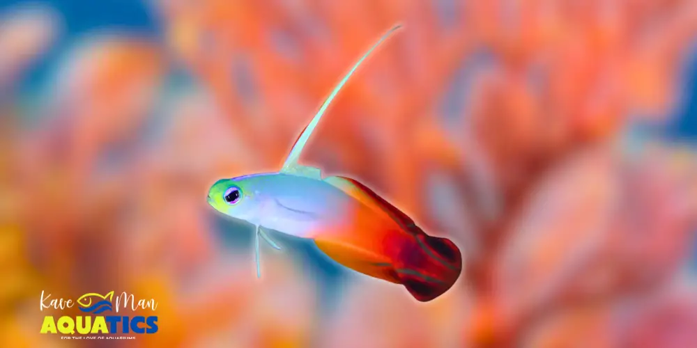 Best Saltwater Fish for Beginners 6 Saltwater Fish for Beginners — Firefish Goby