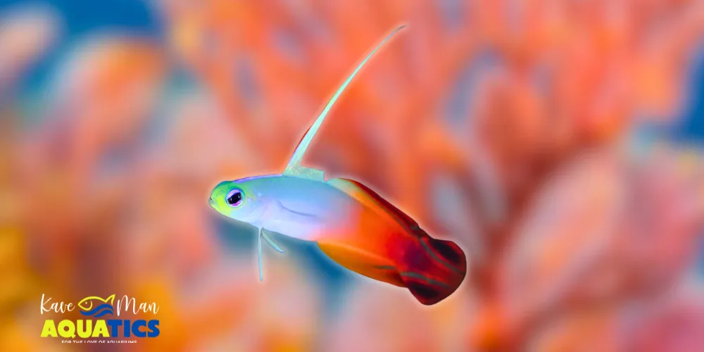 Saltwater Fish for Beginners — Firefish Goby