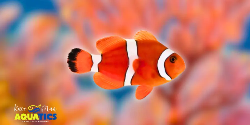 Best Saltwater Fish for Beginners 5 Saltwater Fish for Beginners — Ocellaris Clownfish