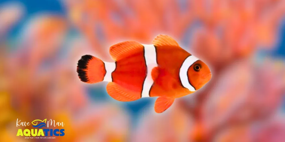 Saltwater Fish for Beginners — Ocellaris Clownfish