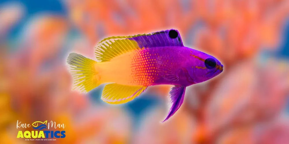 Saltwater Fish for Beginners — Royal Gramma