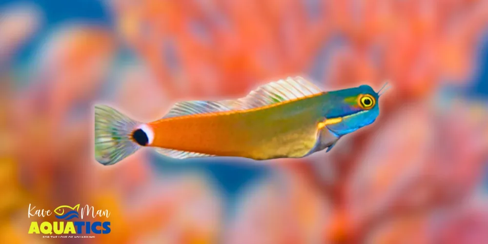 Saltwater Fish for Beginners — Tailspot Blenny