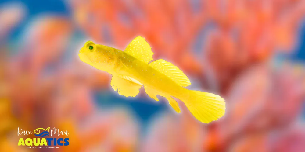 Saltwater Fish for Beginners — Yellow Watchman Goby