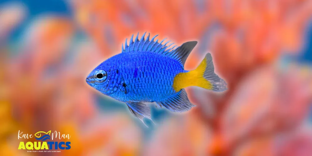 Saltwater Fish for Beginners — Yellowtail Damselfish