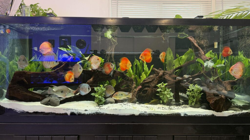 Planted Custom Aquarium Installation - 210G Discus tank