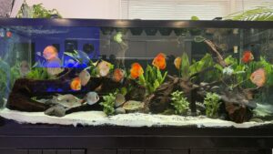 Aquascaping for Beginners 2 Planted Custom Aquarium Installation - 210G Discus tank