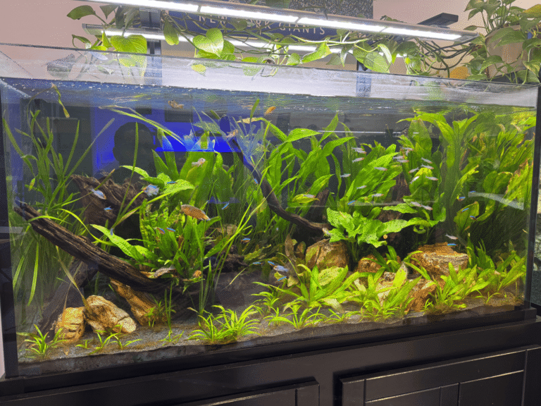 Aquascaping for Beginners 10 90G Freshwater Planted Tropical Fish tank by KaveMan Aquatics