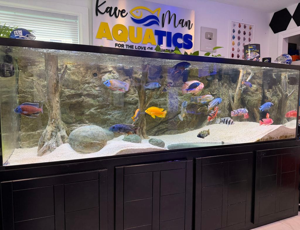 A Simple African Cichlid Care Guide (5 Things You Must Know) 2 450 gallon African Cichlid tank by KaveMan Aquatics