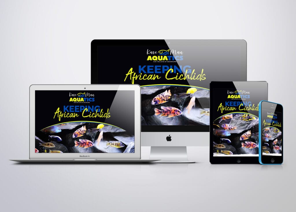 A Simple African Cichlid Care Guide (5 Things You Must Know) 3 Keeping African Cichlids Course