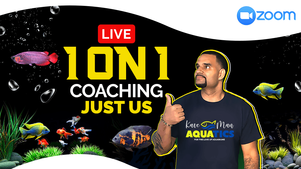 Contact 1 Private Aquarium Coaching with KaveMan Aquatics