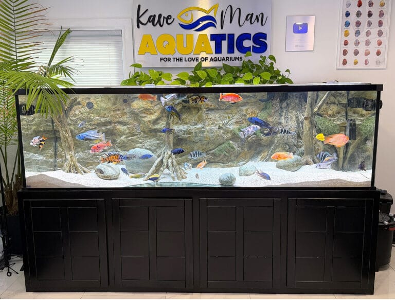 450G African Cichlid Tank by KaveMan Aquatics